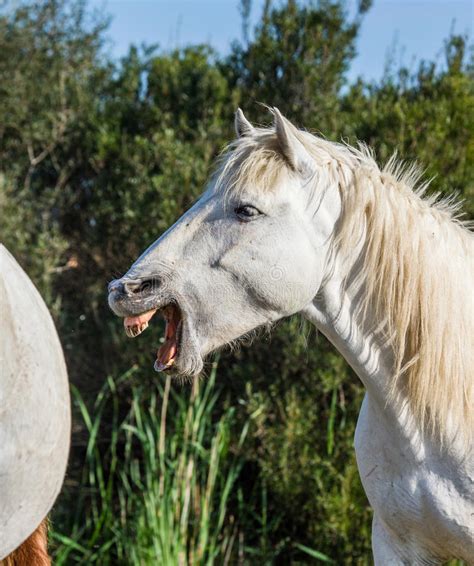 Ritratto Del Cavallo Bianco Di Camargue Camargue De Parc Regionale