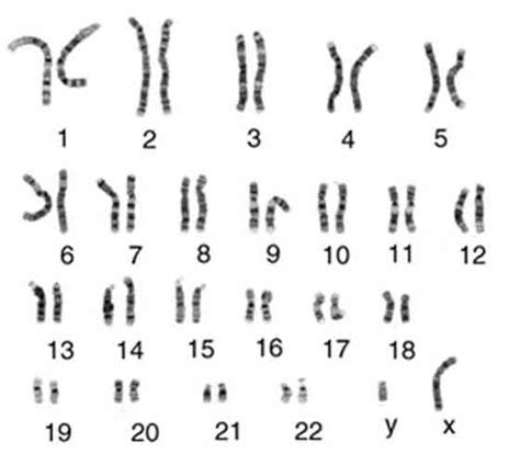 Karyotype Amniotic Egg Cleavage Male Female Reproductive Systems