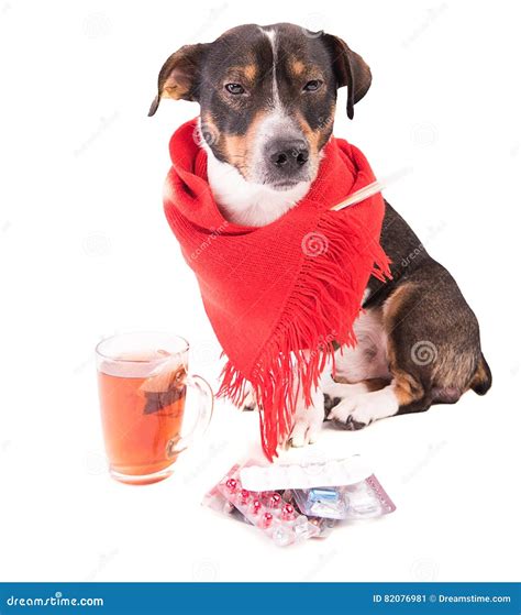 Sick Dog With Medicine On A White Background Stock Image Image Of