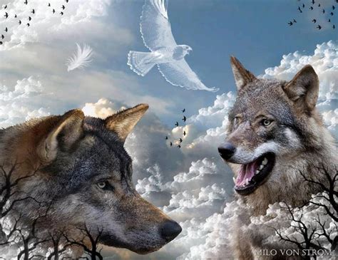 Pin By Celeste Stella On Wolves Lupi Wolf Pictures Wolf Spirit