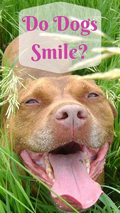 Do Dogs Really Smile Smiling Dogs Do Dogs Smile Dogs