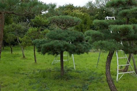 Check spelling or type a new query. Niwaki - Pine Pruning