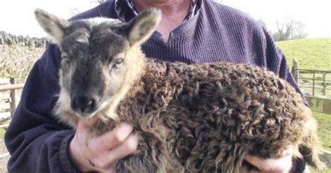 Nothing To Do With Arbroath Rare Goat Sheep Hybrid Born On Irish Farm
