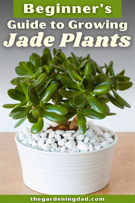 3 Easy Tips To Growing Jade Plants Indoors And Outdoors Jade Plants