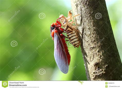 Beautiful Colorful Butterfly In Nature Stock Image Image
