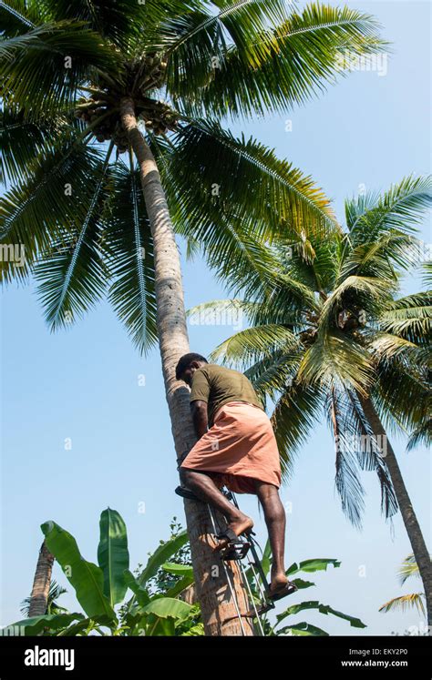 An Indian Man Climbs A Coconut Tree As Part Of A Village Experience For