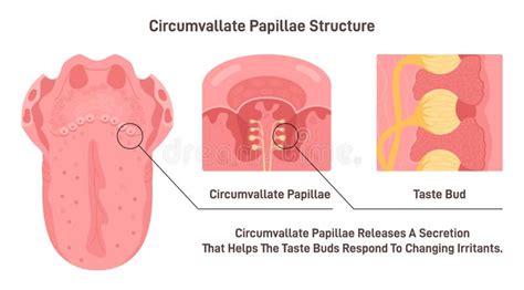 Circumvallate Papillae Structure Taste Receptors Of The Tongue Placed