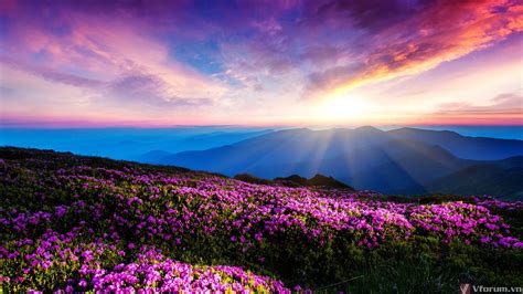 Visualizza altre idee su fiori, immagini, floreale. 100 Hình nền màu hồng dễ thương cho tình yêu lãng mạn