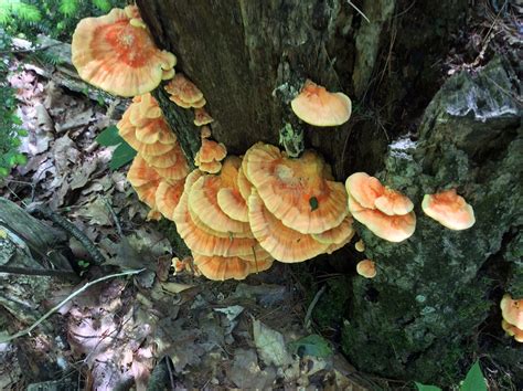 Chicken Of The Woods Mushrooms A Highly Sought After