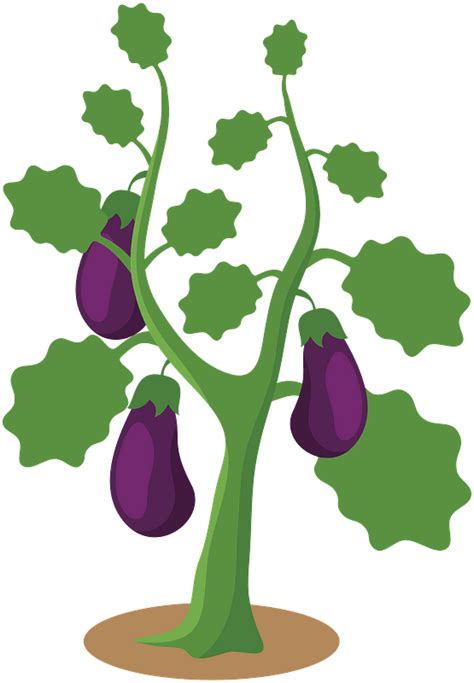 Eggplant Hanging Ripe On The Garden Plant Clipart Free Download