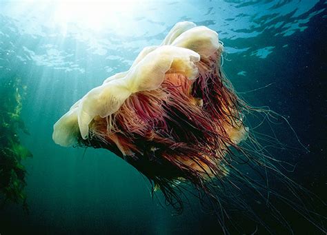 With tentacles up to 120 feet long, some individuals even rival in size the blue whale, the largest animal in. Lion's Mane Jellyfish | North America | Discovery