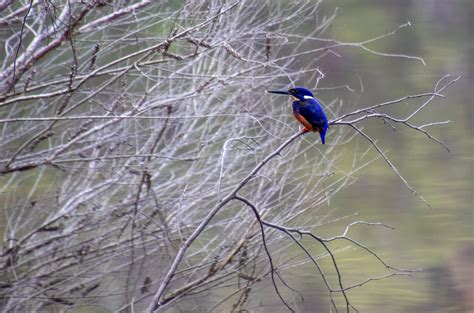 Azure Kingfisher Mallacoota Victoria Caroline Jones Flickr