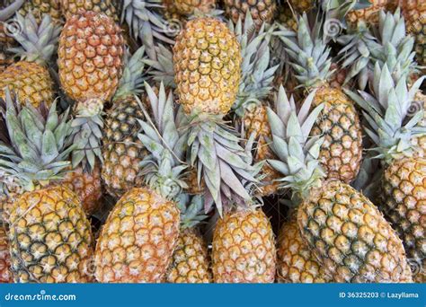 Fresh Whole Pineapple Fruits Farmers Market Stock Image Image Of Pile