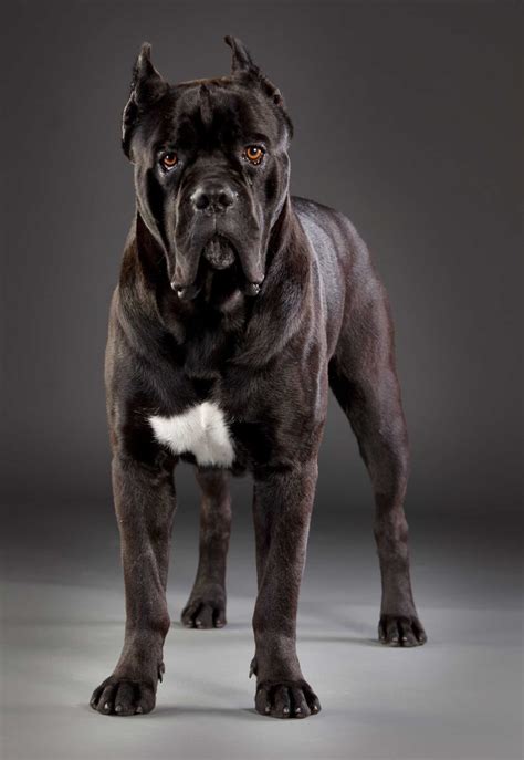 29 Pic Of Cane Corso Dog Photo Bleumoonproductions