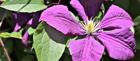 Clematis Purple Flower Vine Free Photo On Pixabay Pixabay