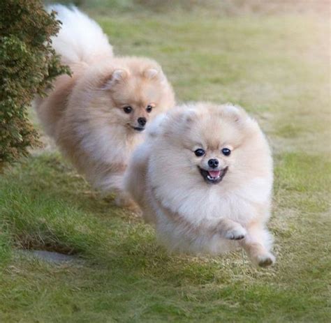 19 Pomeranians That Will Happily Go On A Run Page 3