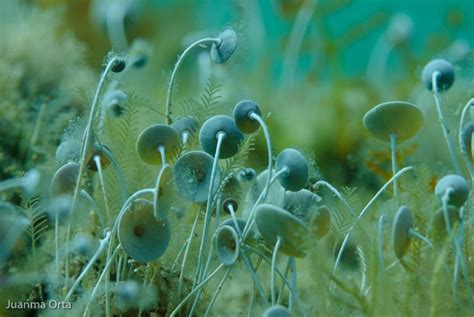 Sea Plants Sea Plants Plants Ocean Inspiration