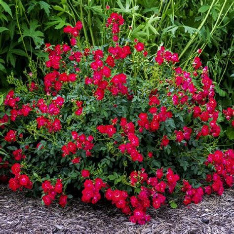 Red Drift Groundcover Rose Buy At Nature Hills Nursery
