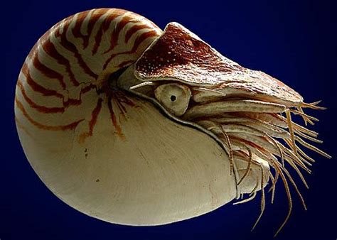 Nautilus Pretty Shell Aqua Propelled Animal Pictures And Facts