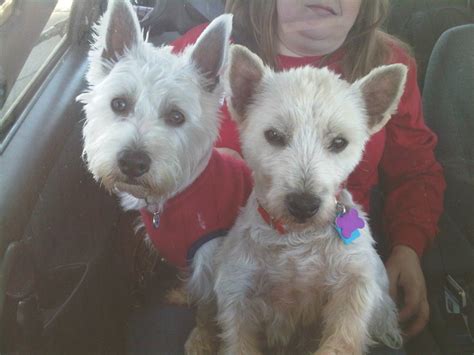 We happily donated our sofa and other items. Westie Rescue SouthEast is at the Nashville Pet Expo | # ...
