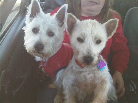 Each pet that stays with us is treated like one of our own family members. Westie Rescue SouthEast is at the Nashville Pet Expo | # ...