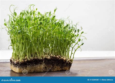 Pea Sprouts With Roots Close Up Stock Image Image Of Eating