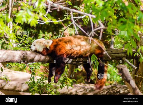 A Beautiful Red Panda Lying On A Tree Branch Sleeping Stretched Out