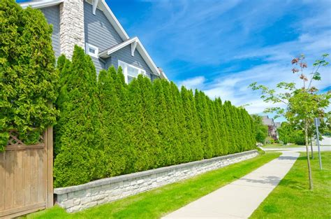 Plant Hedges Or Bushes To Create A Living Privacy Screen The Money Pit