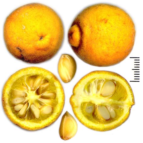 Poncirus trifoliata (Citronnier) - LA FORET COMESTIBLE