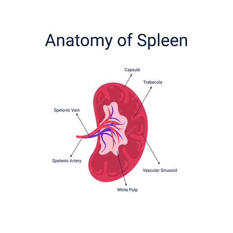 Anatomy Of Spleen