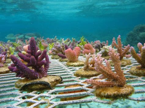 Coral Vita Plans To Restore The Worlds Coral Reefs With Land Based