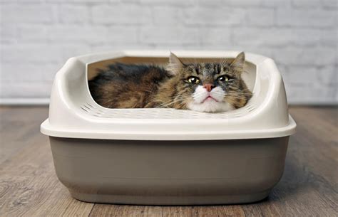 Cat Sleeping In Litter Box Cat Meme Stock Pictures And Photos