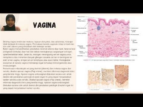 Anatomi Dan Histologi Sistem Reproduksi Wanita Youtube