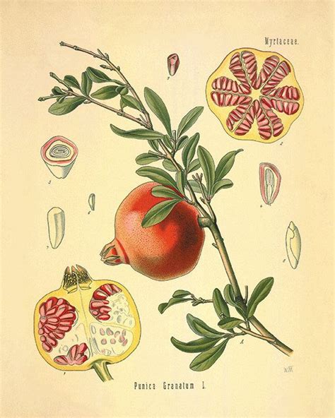 Pomegranate Art Kitchen Art Print Antique Prints Botanical Art Etsy