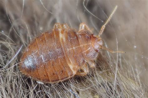 Cimex Lectularius Bed Bug Nymph Of The Bed Bug Cimex L Flickr