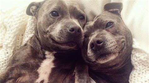 These Cuddling Puppies In Pjs Will Make Your Heart Melt