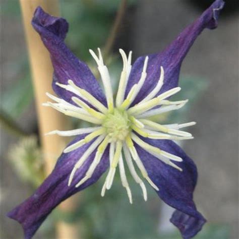 Clematis Aromatica Scented Small Intense Violet Blue Flowers With