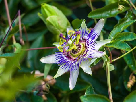 No Blooms On Passion Flower - How Do You Get A Passion Flower To Bloom