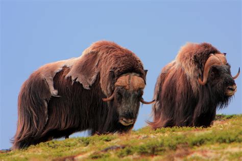 An ox is a bull that has been castrated. The Wild, Wild Arctic: Musk Ox Adaptations to Battle the ...