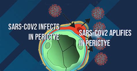 3d Assembloid Shows How Sars Cov 2 Infects Brain Cells