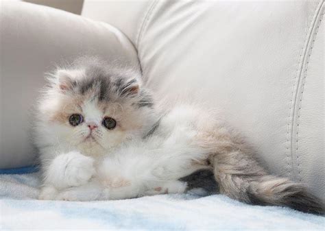 Download How to choose a Persian kitten? - kibows.se