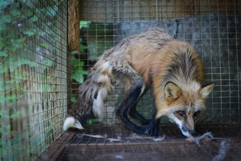 foxes at fur farms saveafox