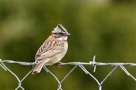 Urban Flocks Part 2 5 More Common Birds Of San José