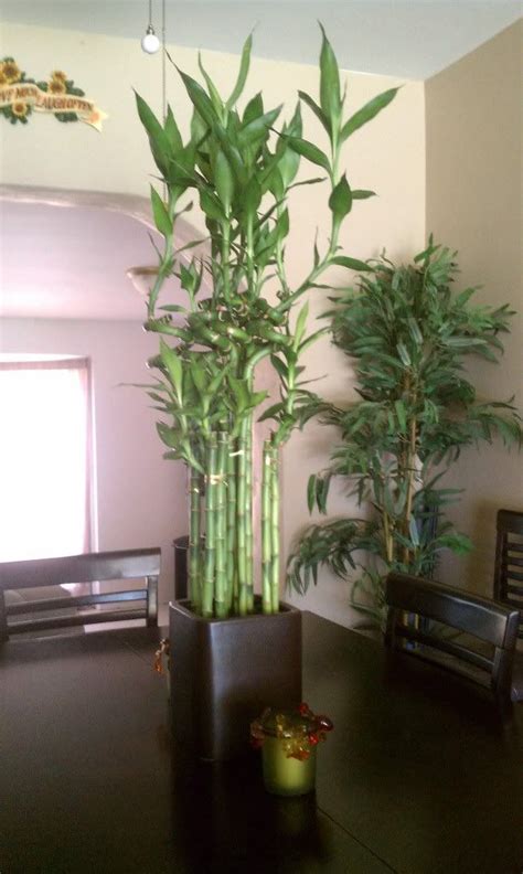 What Are Care Instructions For Lucky Bamboo Indoor Bamboo Plant