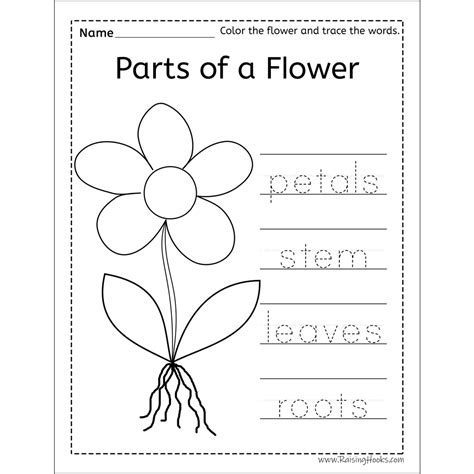 Flower Worksheet Printable Printable Word Searches