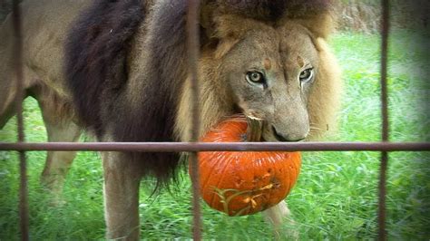 Growloween Lions Tigers And Bats Youtube