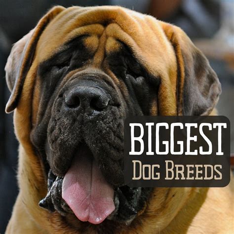 Top 10 Largest Dog Breeds In The World Get Images Photos