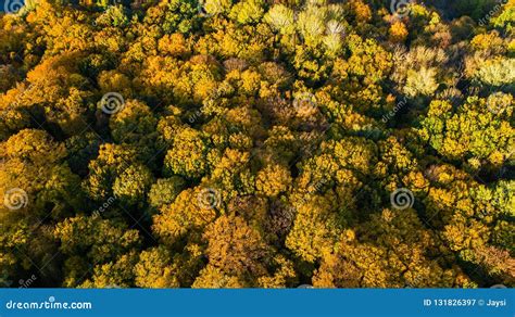 Golden Autumn Background Aerial Drone View Of Beautiful Forest