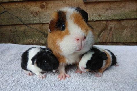 Can Guinea Pigs Have Babies | peacecommission.kdsg.gov.ng