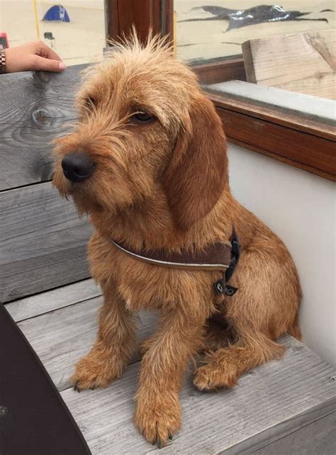 Griffon fauve de bretagne in not. Basset Fauve de Bretagne - Information, Photos ...